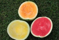 西瓜play吃瓜,带你领略吃瓜乐趣，轻松畅游娱乐世界