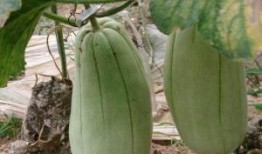 吃脆瓜影响减肥吗,揭秘吃脆瓜对减肥的影响