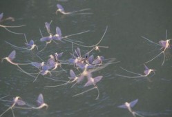 吃瓜的蜉蝣,窥探短暂人生中的欢乐瞬间