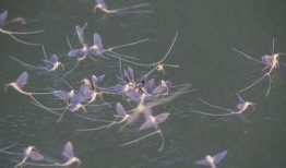 吃瓜的蜉蝣,窥探短暂人生中的欢乐瞬间