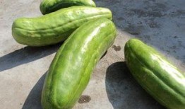 吃小脆瓜,清爽一夏的甜蜜诱惑