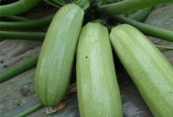 自己吃瓜的好处,揭秘吃瓜的好处