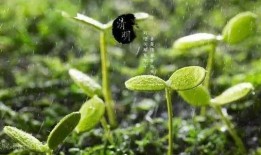 清明节吃瓜,传统习俗中的现代演绎