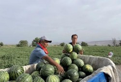 佤味吃瓜,探寻云南佤族独特美食风情