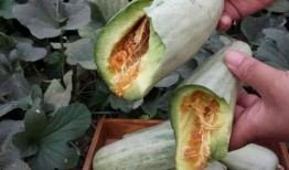 吃毛瓜治咳嗽吗怎么吃,传统偏方揭秘咳嗽食疗新法