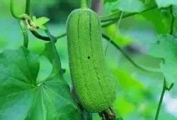 秋天吃三瓜视频