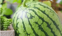 心悦吃瓜,揭秘娱乐圈那些不为人知的幕后故事