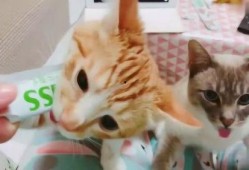 胖喵吃瓜,揭秘娱乐圈那些不为人知的幕后故事