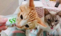 胖喵吃瓜,揭秘娱乐圈那些不为人知的幕后故事