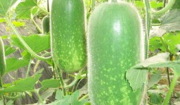 12.30吃瓜,吃瓜群众围观娱乐圈风云变幻