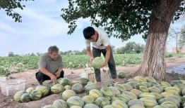 吃瓜每日搬,娱乐圈最新动态大盘点