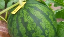 吃瓜吃的饱饱,揭秘娱乐圈的甜蜜与苦涩