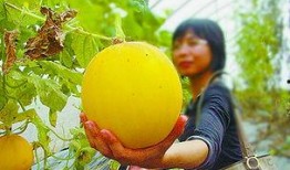 乐客城吃瓜,一场味蕾与视觉的双重盛宴