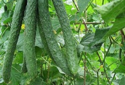 吃瓜每日搬,娱乐圈最新动态大盘点