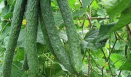 吃瓜每日搬,娱乐圈最新动态大盘点