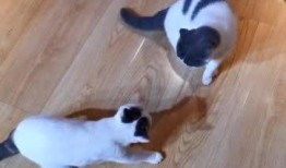 胖喵吃瓜,揭秘娱乐圈那些不为人知的幕后故事