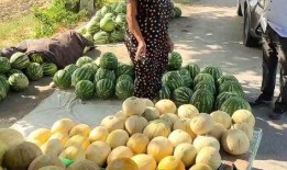 魏县6点吃瓜,瓜香四溢的悠闲时光