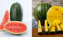 yq吃瓜,揭秘娱乐圈那些不为人知的幕后故事