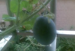 阳店吃瓜,夏日消暑新宠