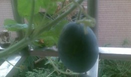 阳店吃瓜,夏日消暑新宠