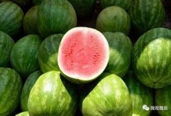 魏县6点吃瓜,瓜香四溢的悠闲时光