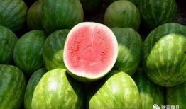 魏县6点吃瓜,瓜香四溢的悠闲时光