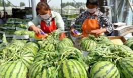 怎样不违法吃瓜,轻松避雷，畅享网络热点