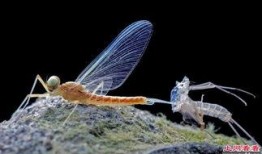 吃瓜的蜉蝣,窥探短暂人生中的欢乐瞬间