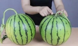 魏县6点吃瓜,瓜香四溢的悠闲时光