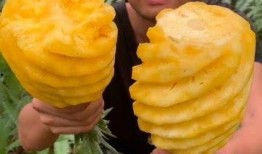 大菠萝吃瓜,揭秘娱乐圈的甜蜜瓜田