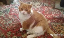 胖喵吃瓜,揭秘娱乐圈那些不为人知的幕后故事