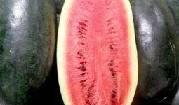 国际吃瓜图,趣味横生的国际社会众生相