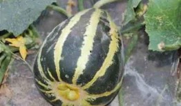 不吃糖吃瓜,不吃糖，吃瓜新风尚