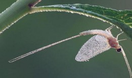 吃瓜的蜉蝣,窥探短暂人生中的欢乐瞬间