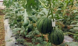 吃小脆瓜,清爽一夏的甜蜜诱惑